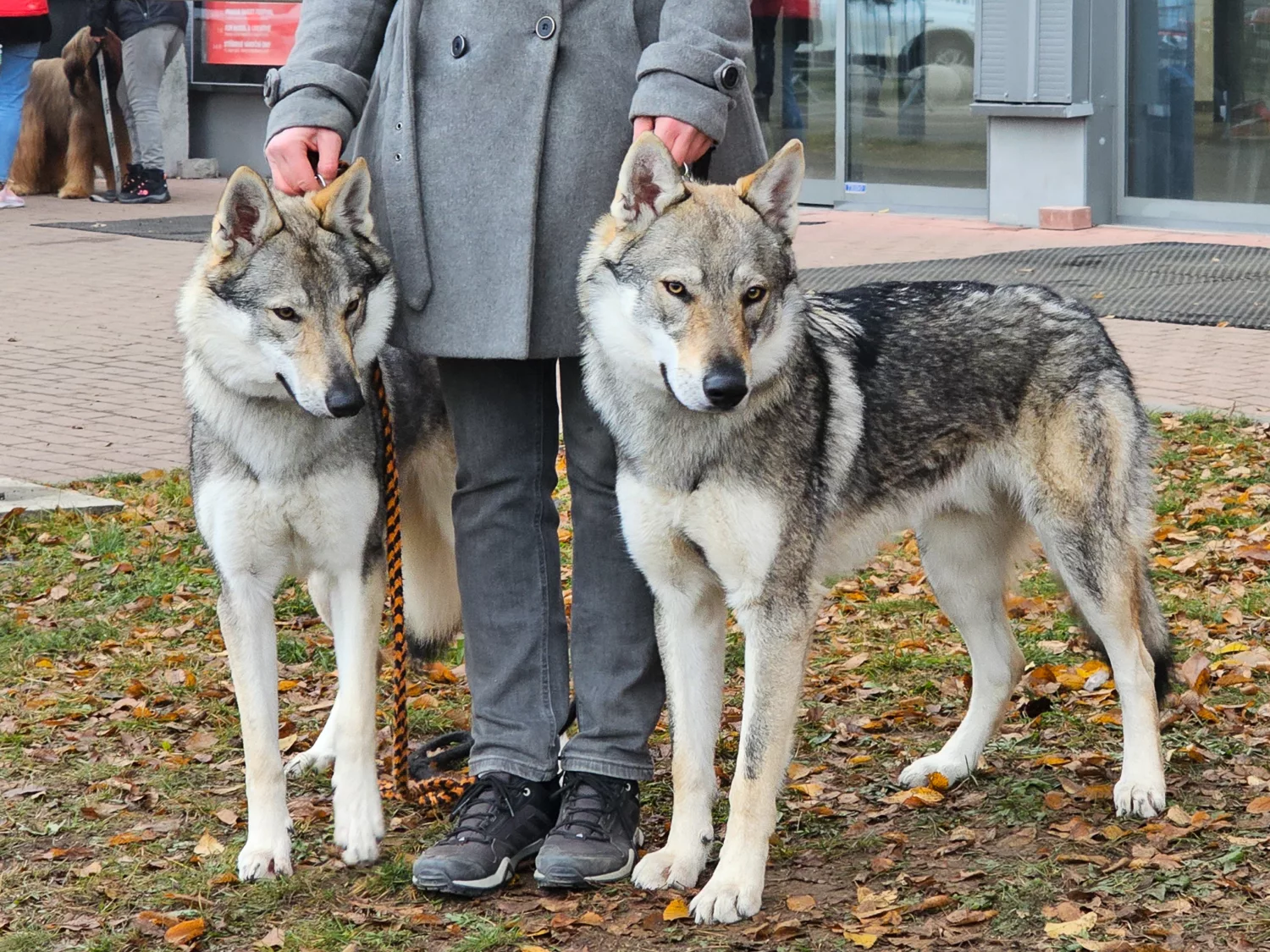 Gomeisa a Gacrux Sonata Carpathica – TrioCACIB Prague Expo Dog